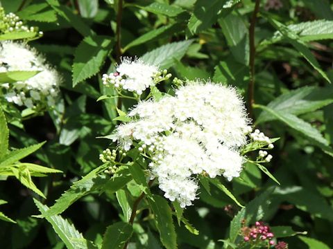 Spiraea japonica f. albiflora