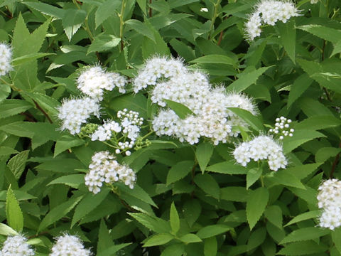 Spiraea japonica f. albiflora