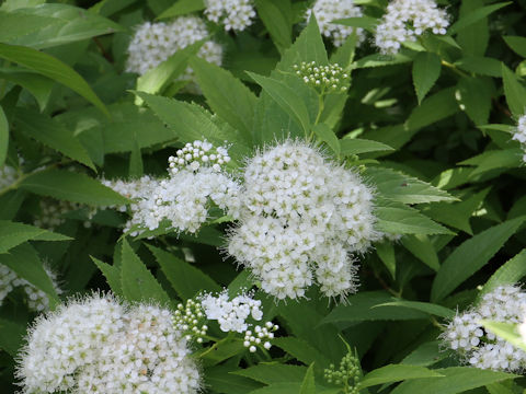 Spiraea japonica f. albiflora