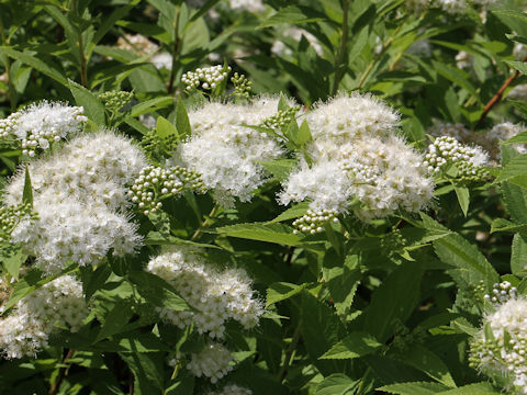 Spiraea japonica f. albiflora