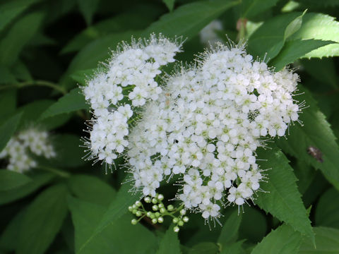 Spiraea japonica f. albiflora