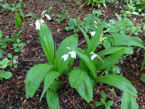 Bletilla striata f. gebina