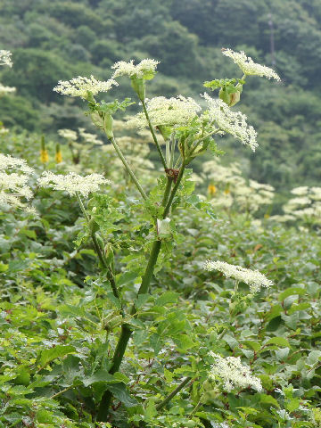 Angelica pubescens