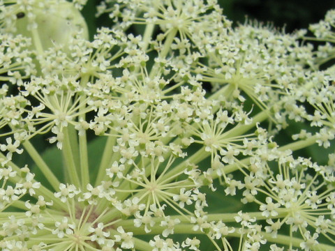 Angelica pubescens