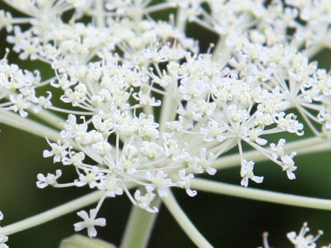 Angelica pubescens