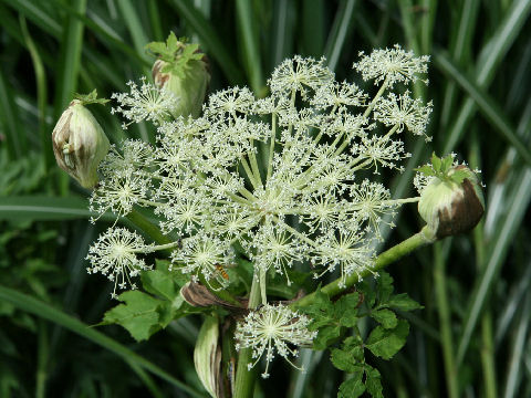 Angelica pubescens