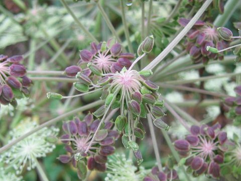 Angelica pubescens