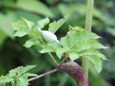 Angelica pubescens