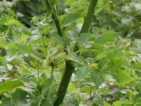 Angelica pubescens