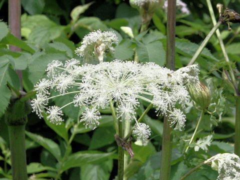 Angelica pubescens