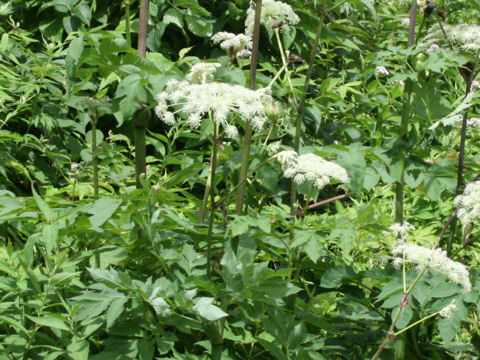 Angelica pubescens