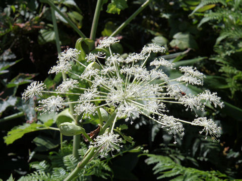 Angelica pubescens