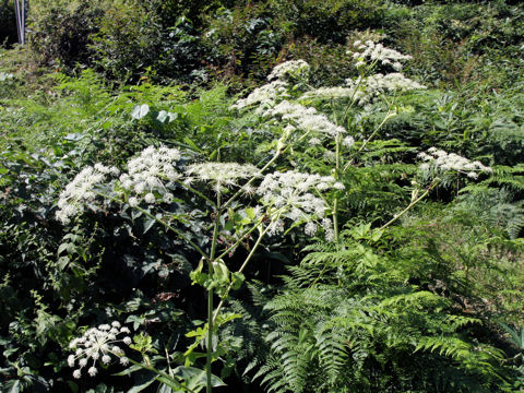 Angelica pubescens