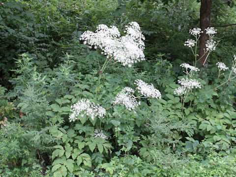 Angelica pubescens