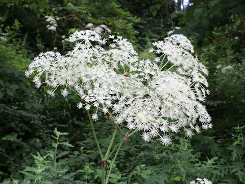 Angelica pubescens