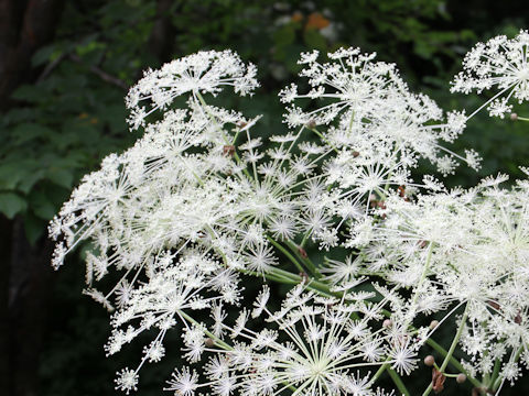 Angelica pubescens