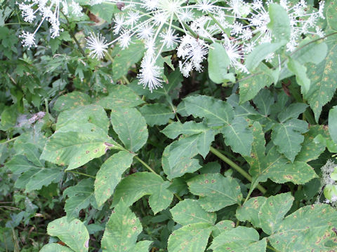 Angelica pubescens