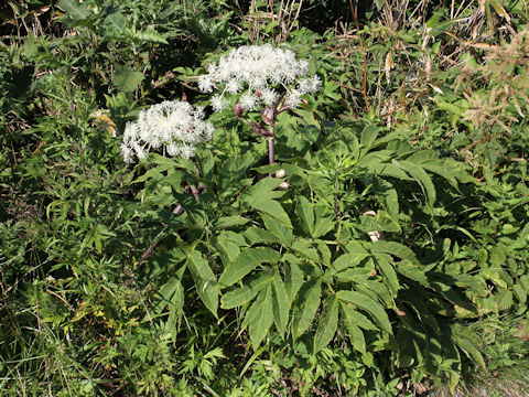 Angelica pubescens