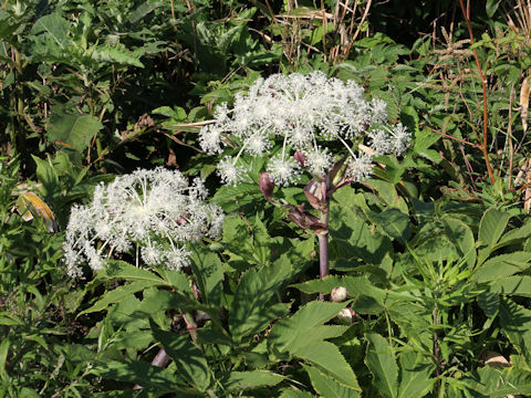 Angelica pubescens