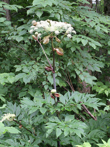 Angelica pubescens