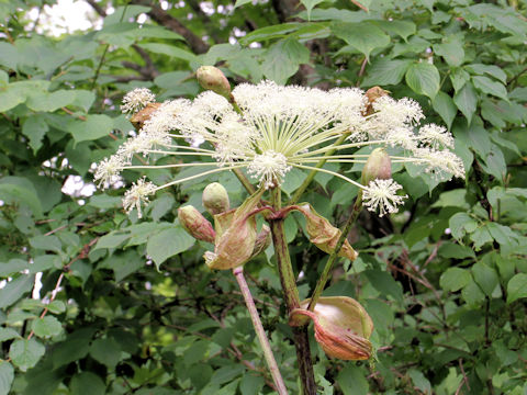 Angelica pubescens