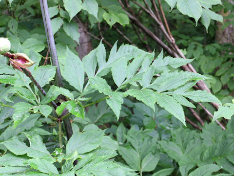 Angelica pubescens