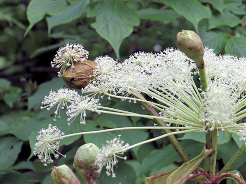 Angelica pubescens