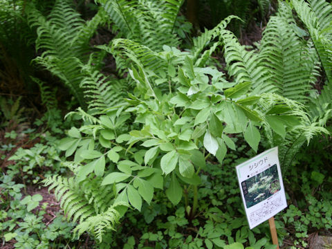 Angelica pubescens