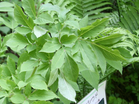 Angelica pubescens