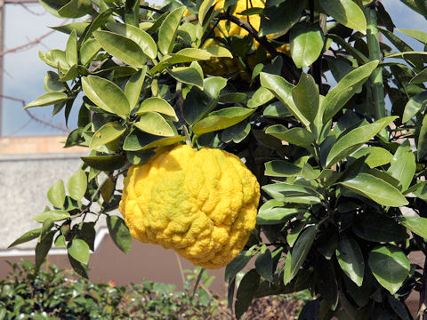 Citrus pseudogulgul