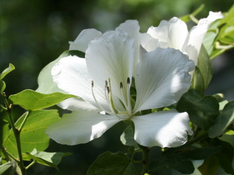 Bauhinia variegata var. candida