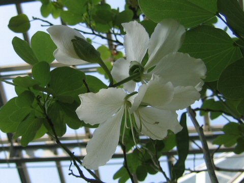 Bauhinia variegata var. candida