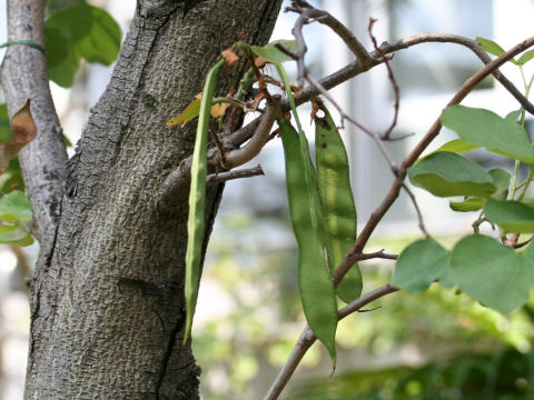 Bauhinia variegata var. candida