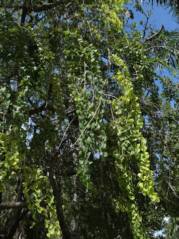 Bauhinia variegata var. candida