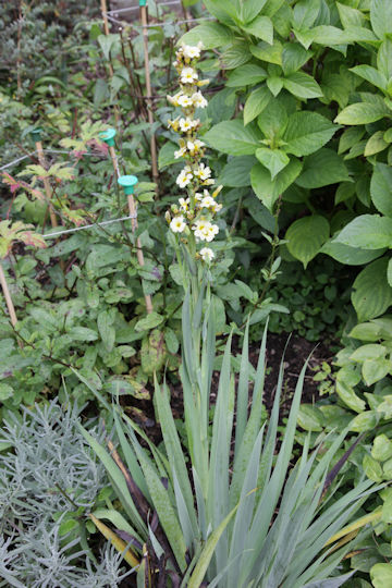 Sisyrinchium striatum