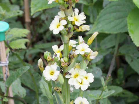 Sisyrinchium striatum