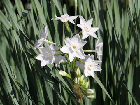 Narcissus papyraceus