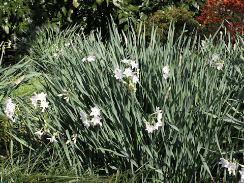 Narcissus papyraceus