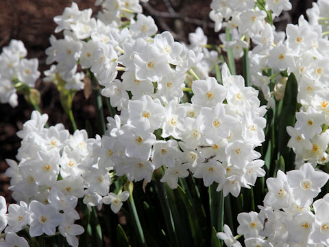 Narcissus papyraceus