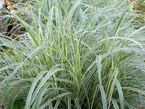 Miscanthus sinensis cv. Variegatus