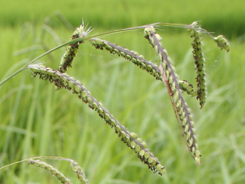 Paspalum dilatatum