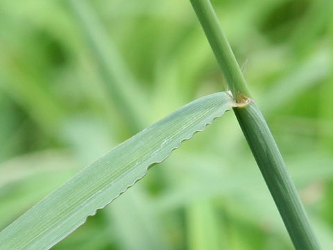 Paspalum dilatatum