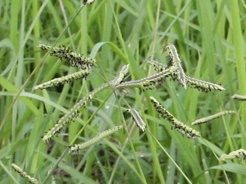 Paspalum dilatatum