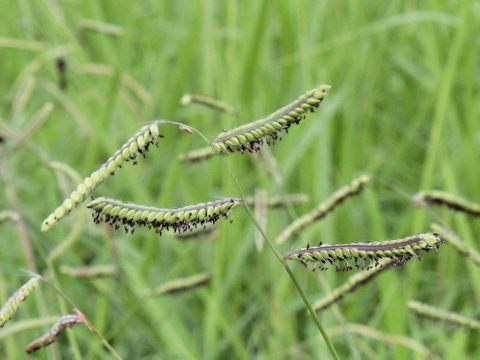 Paspalum dilatatum