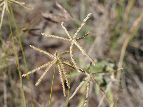 Paspalum dilatatum