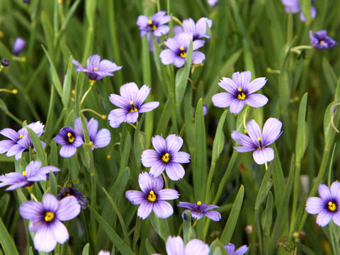 Sisyrinchium cv. California Sky