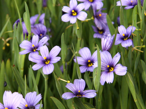 Sisyrinchium cv. California Sky