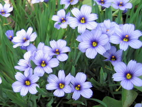 Sisyrinchium cv. California Sky