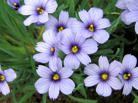 Sisyrinchium cv. California Sky