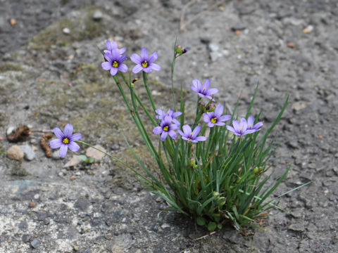 Sisyrinchium cv. California Sky